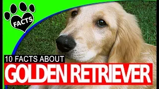 Golden Retriever Facts 101: Top 10 Fun Facts About Goldens - Dogs 101