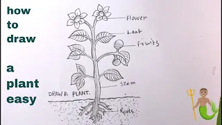 How TO Draw a Plant Step By Step/Draw Parts Of Plant Easy