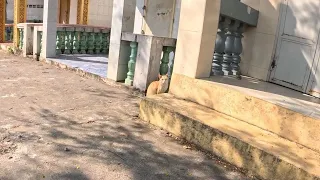 Orange cat when human run out but i feed him