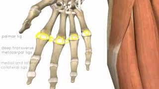 Wrist and Hand Joints - 3D Anatomy Tutorial