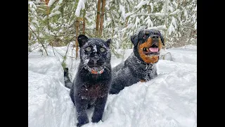 The relationship between Luna and Venza. Friendship of leopard and Rottweiler. Cats and dogs