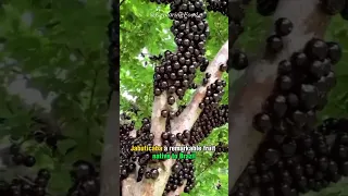 Jabuticaba | Exploring the Wonders of Jabuticaba.