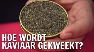 Hoe wordt kaviaar gekweekt? | De Buitendienst over kaviaar