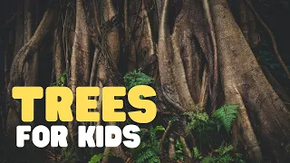 Trees for Kids | Learn all about trees in this fun educational video for kids