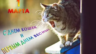 1 Марта С Днем кошек и Первым Днем весны/Слайд-шоу/Прикольное поздравление!