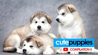 Baby Alaskan Malamute Puppies Running❤Funny And Cute Puppies Compilation #5