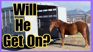 ~Rescue horse Stallion takes a trailer ride~