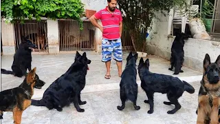 biggest German shepherds kennel in Punjab