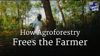 How Agroforestry Frees the Farmer – Sadhguru