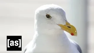 Important Songs “Seagulls" | adult swim smalls