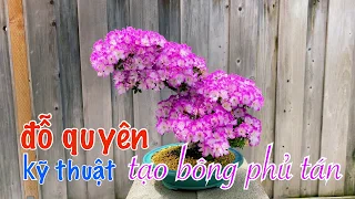 Kỹ thuật tạo bông phủ tán Đỗ Quyên