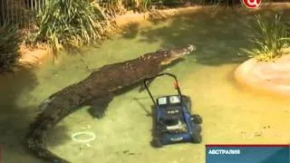 ТВЦ В Австралии крокодил отобрал газонокосилку.