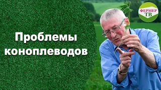 Проблемы коноплеводов