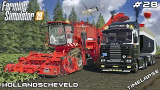 Harvesting SUGARBEET w/MrsTheCamPeR | Animals on Hollandscheveld | Farming Simulator 19 | Episode 28