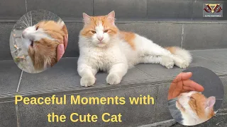 Peaceful Moments with The Cute Cat.  #catmeow , #catfood , #catvideos , #happycats, #cat, #cutecat