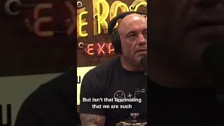 JRE: Being Single Has a Higher Mortality Rate than Alcoholism?!?! #joerogan #health #relationship