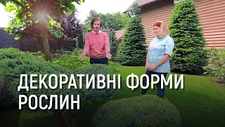 ЛАНДШАФТНИЙ ДИЗАЙН | НЕЗВИЧАЙНІ ФОРМИ РОСЛИН В ЛАНДШАФТНОМУ ДИЗАЙНІ