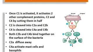 Physiology : Lecture - 12 : Mechanism of Action of Antibodies  (FRPMC)