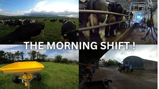 THE MORNING SHIFT ON MY DAIRY FARM !