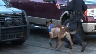 Grand Rapids Police K9 stabbed in line of duty released from animal hospital