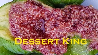 Desert King Fig - 2016 Brebas - So Damn good!