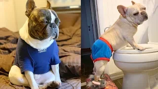 FRENCH BULLDOGS! Try not to laugh | Cute and Funny French Bulldogs doing funny things # 5 |Cute Pets