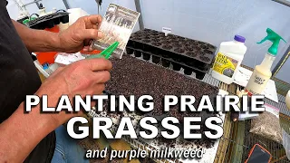 Starting the 2021 Prairie Grass Seeds [and Purple Milkweed]