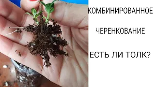 Комбинированное черенкование гортензии 🌱//весь процесс от замачивания до корней☝️//мох/кокос/грунт