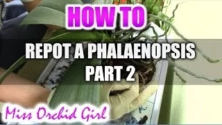 How to repot a Phalaenopsis Orchid Part 2