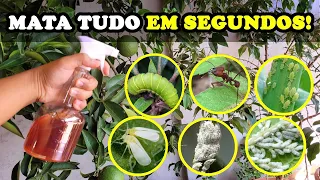 MATA TUDO! Lagarta, Cochonilha, Pulgão, Formiga, Mosca Branca | Inseticida Caseiro