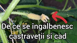 De ce se îngalbenesc castravetii si cad Tratamente naturale