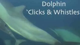 Dolphin 'Clicks and Whistles'