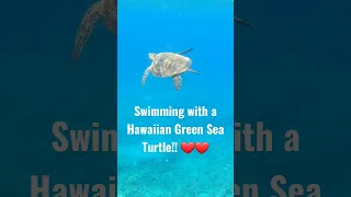 Swimming with a Honu Hawaiian Green Sea Turtle!! #shorts