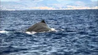 2013 - a year of whale watching in the Azores