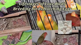 Entertainment | breedingbirds | hatchingeggs | lovebirds |