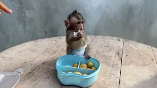 Poor Monkey Babe Wear​​ Urine pants Before Go To Eat Fruits