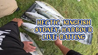 Kingfish madness in the Sydney Harbour