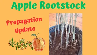 Propagating update: MM106 apple rootstocks