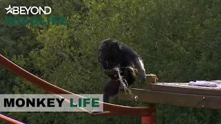 S8E09 | Cherri Tests Out The High Hose With Her Newborn Twins | Monkey Life | Beyond Wildlife