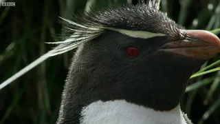 Hilarious Penguins Learn To Climb | Wild Patagonia | BBC Earth