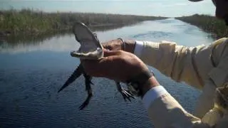 Putting Baby Alligator To Sleep