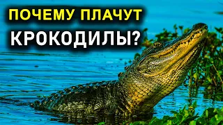 ПОЧЕМУ ПЛАЧУТ КРОКОДИЛЫ