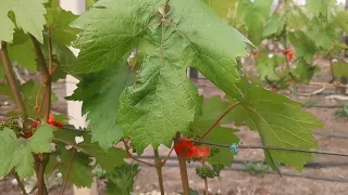 Мифы и реальность за пасынки винограда