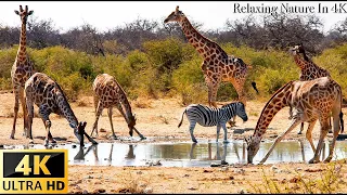 Wild Animals - Africa, Mana Pools National Park - Scenic Wildlife Film With Relaxing Music