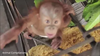 Baby Orangutan Are Adorable   Cutest Compilation 1