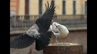 Отстрел Ворон и Бакланов с  пневматики Crow Hunting 2022. Кроухантинг. Июнь ч.1 Охота на ворону