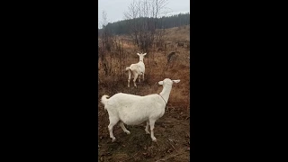 Плюсы содержания коз на личном подсобном хозяйстве!