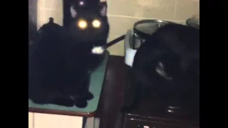 Cats chillin coub vine / Коты тусуются