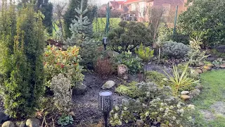 Вечнозелёные растения в моём саду 🌺 Immergrüne Pflanzen in meinem Garten 🪴