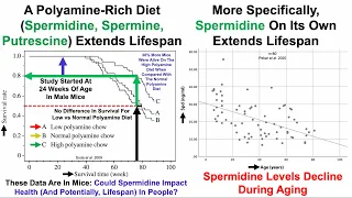 Polyamines (Including Spermidine) Extend Lifespan: What's My Data?